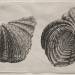 Shells: Hippopus maculatus Lam